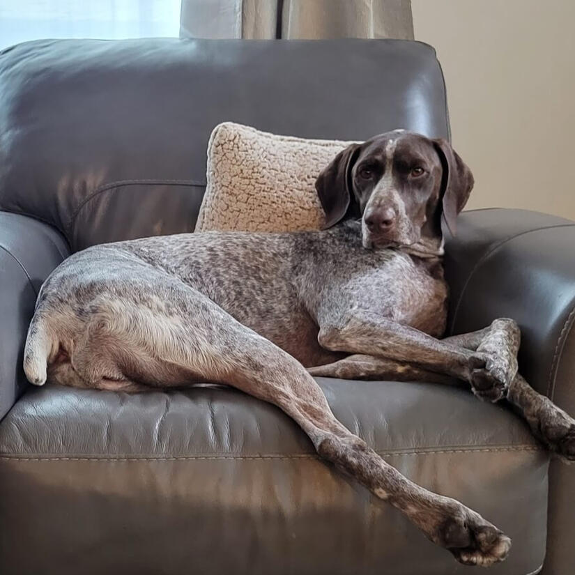 Rosie the GSP lounging on her favorite chair
