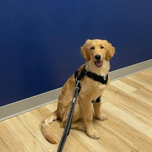 Adorable golden retriever puppy sitting like a good boy