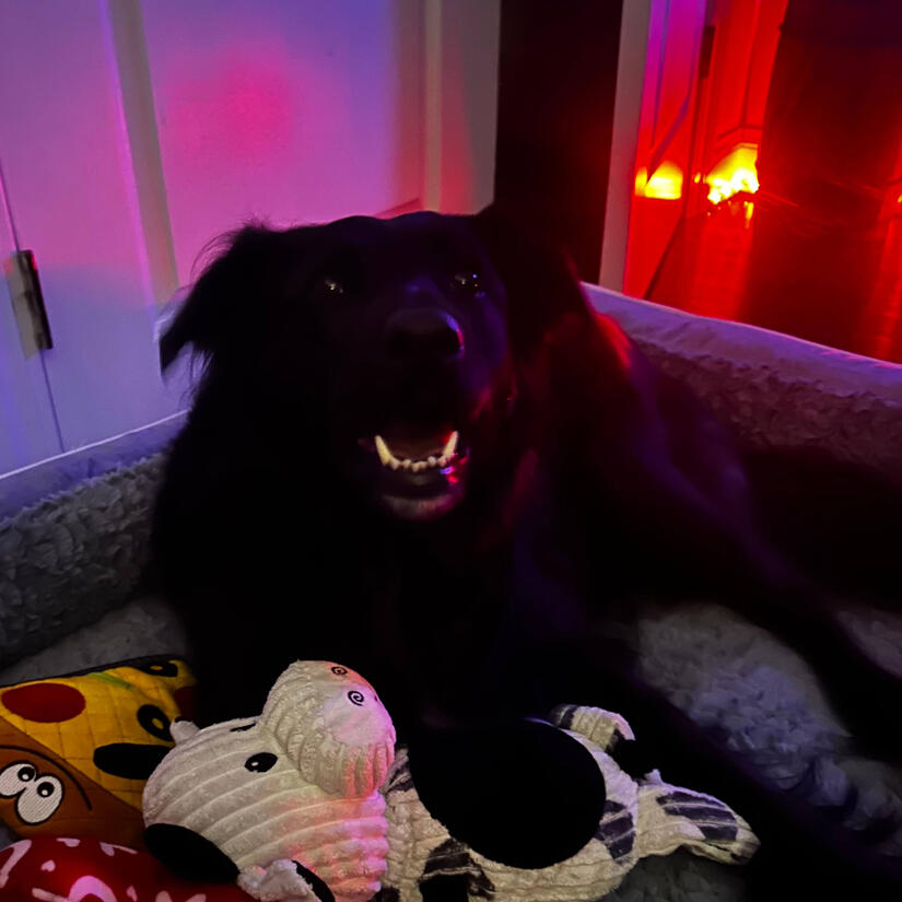 photo of Harley, a sweet and happy retriever mix chillin on a comfy bed with a big smile just for you!