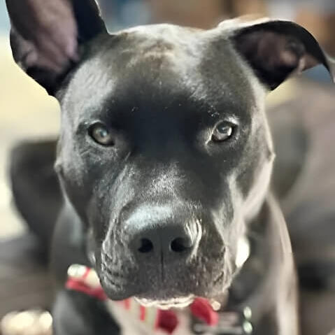 Odin