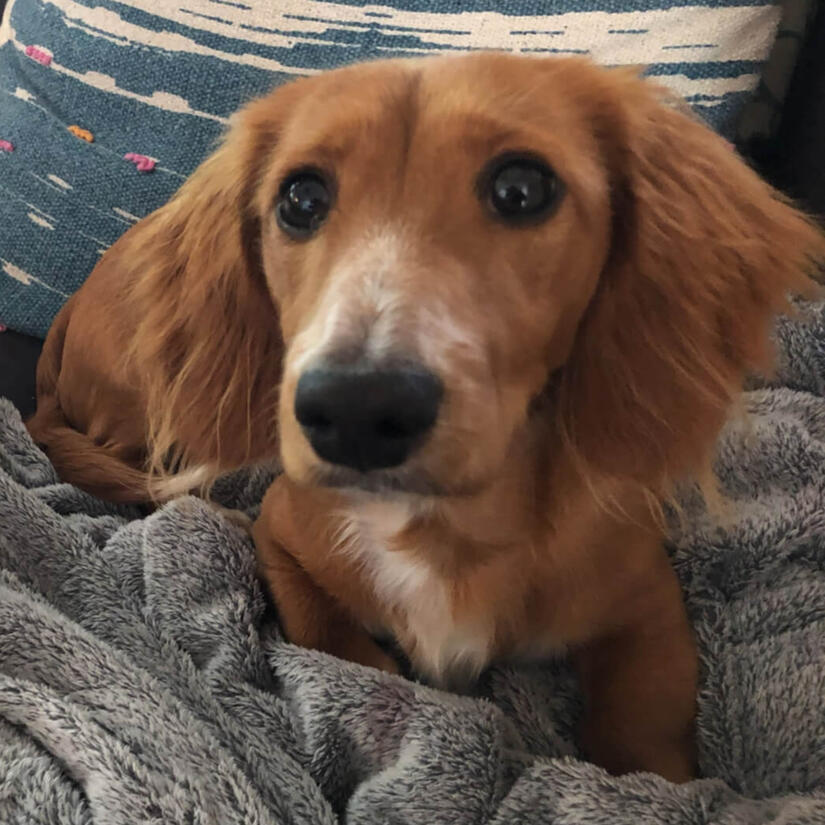 Max, an adventurous long-haired Dachshund is laying on a comfy blanket ready for cuddles with you!