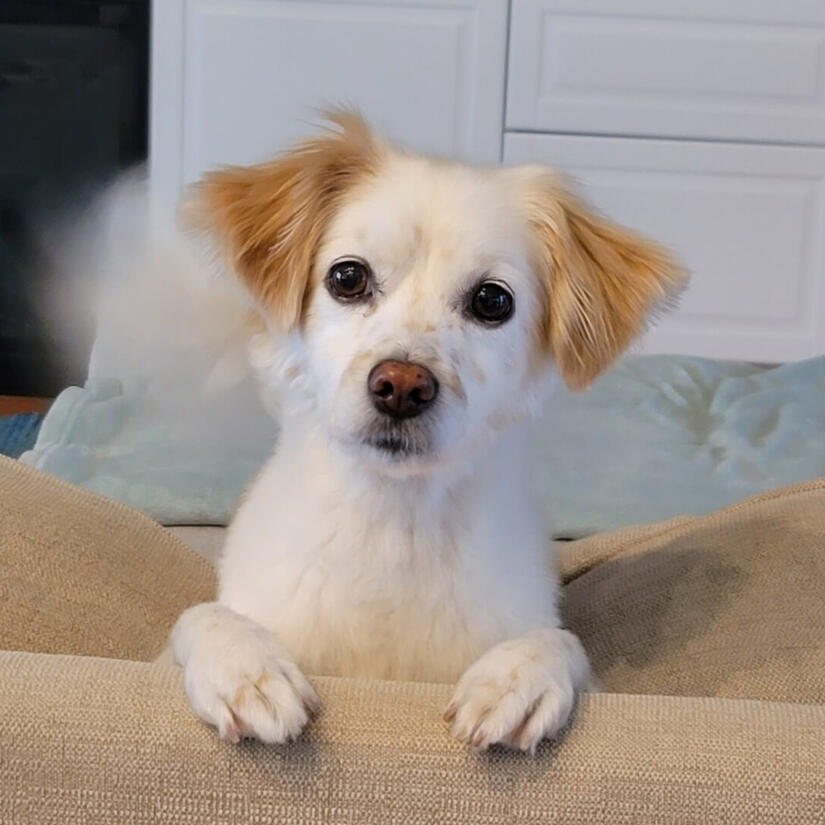 Photo of Reece looking curiously at you