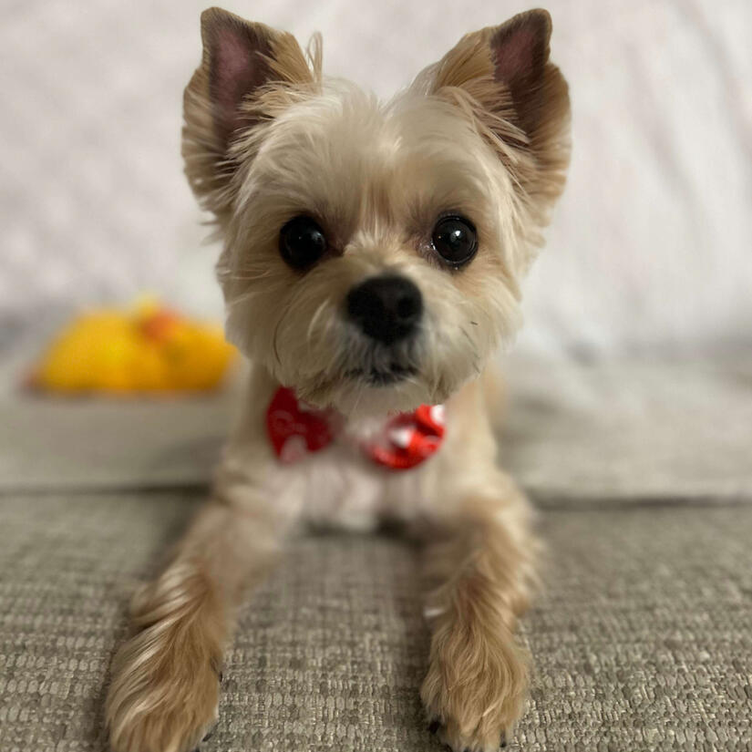 Milo, a tiny, adorable Morkie, laying on a comfy bed wearing a polk-dotted bow tie