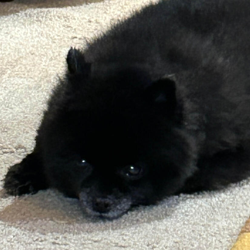 Sprocket, a cute little Pomeranian, lays peacefully on the carpet looking up at you with sleepy puppy eyes.