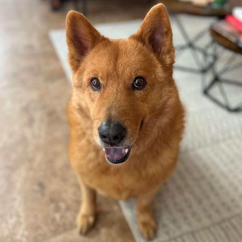 Photo of Figgy smiling up at you. He is a golden retriever and chow chow mix.
