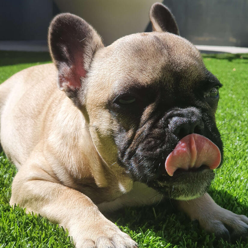 closeup photo of an adorable Frenchie named Piper, she is sitting in the grass on a sunny day and the photo captures a moment with her tongue out!