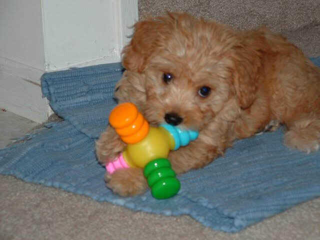 Photo of Maggie as a puppy, sitting on the carpet, holding her favorite toy in her front paws.