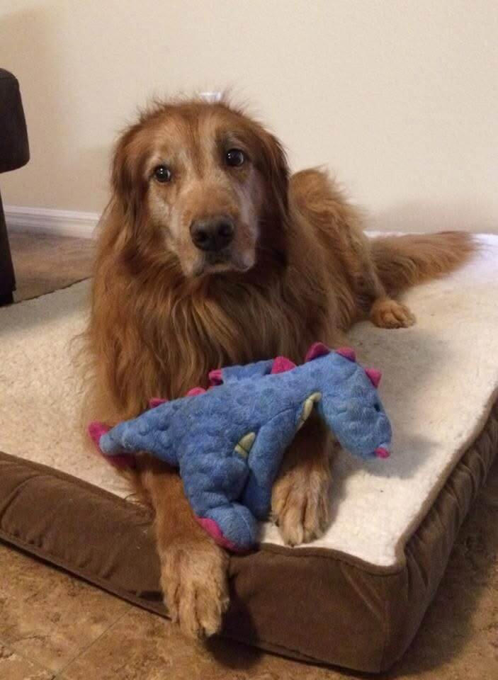 Photo of Samson sitting on his dog bed holding his favorite toy: a stuffed dragon, in his front paws.