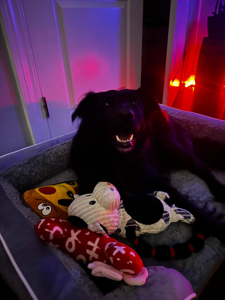Harley smiling living her best life in her bed surrounded by lots of toys