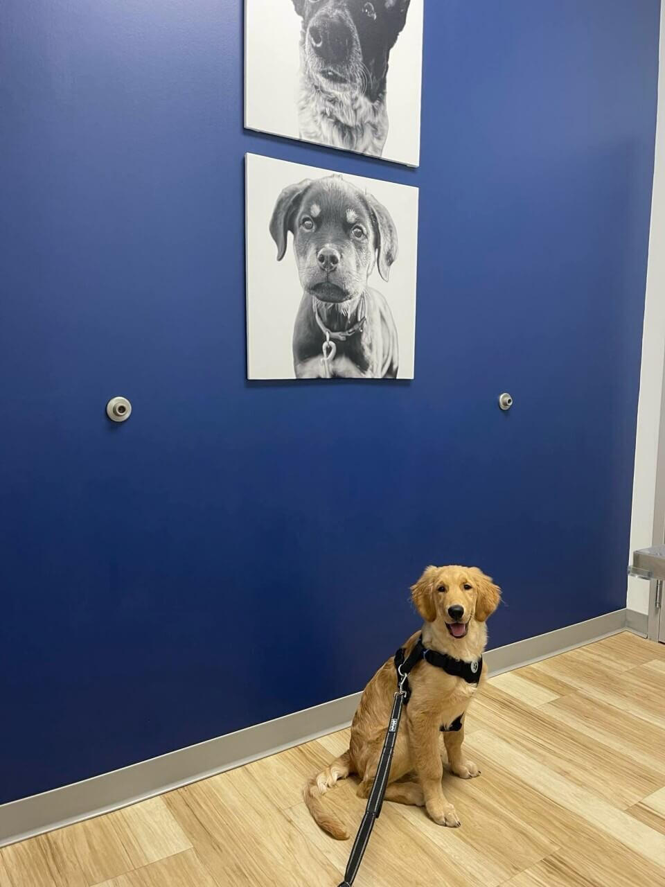 Photo of Huxley smiling up at you.