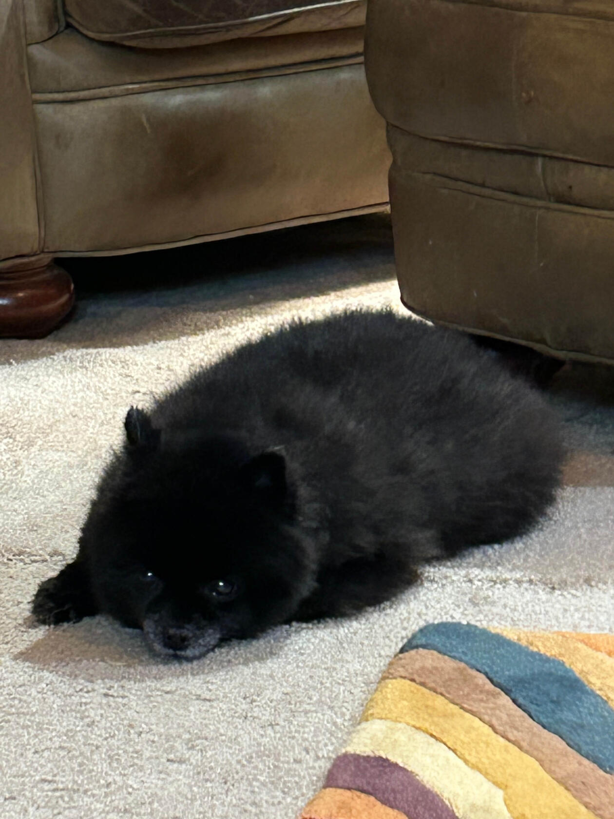 Sprocket, a cute little Pomeranian, lays peacefully on the carpet looking up at you with sleepy puppy eyes.