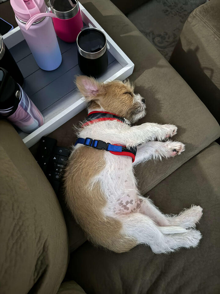 Roscoe the sleepy puppy