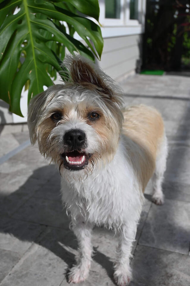 Roscoe ready for adventure or hugs