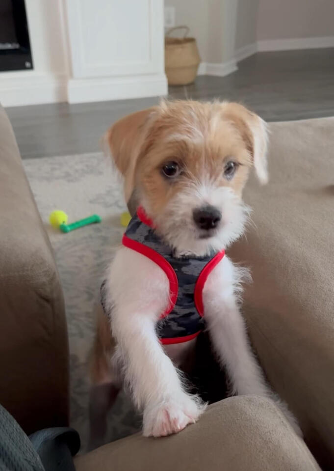 Roscoe the playful puppy