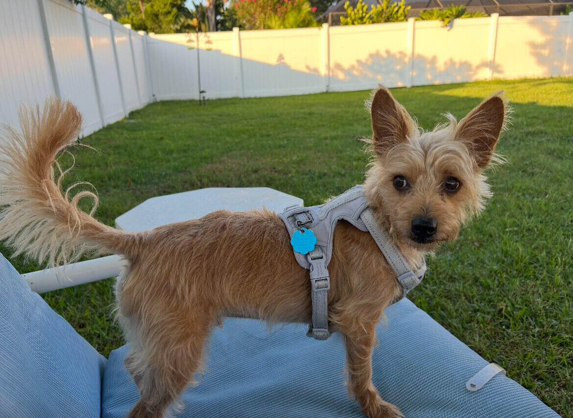 Pablo standing on a chair outside