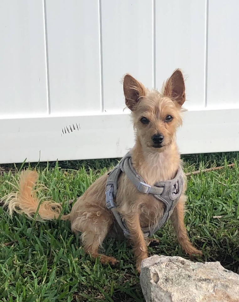 Pablo sitting by the fence outside