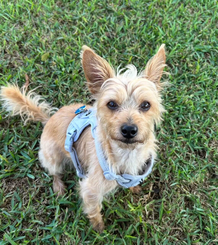 Pablo looking up at you sitting in the grass like a good boy