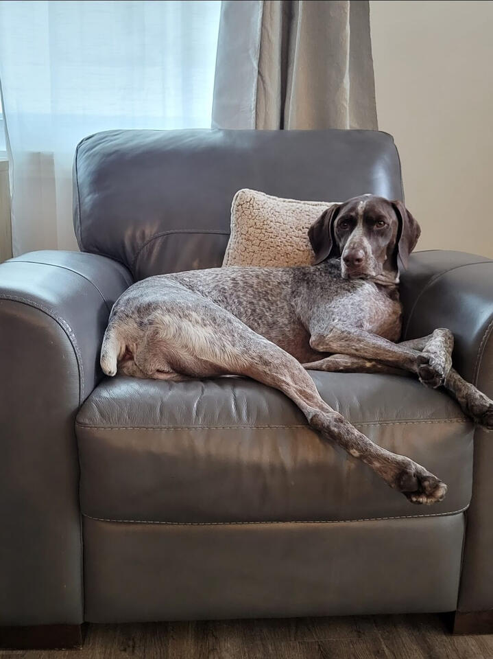 Rosie lounging on her favorite chair