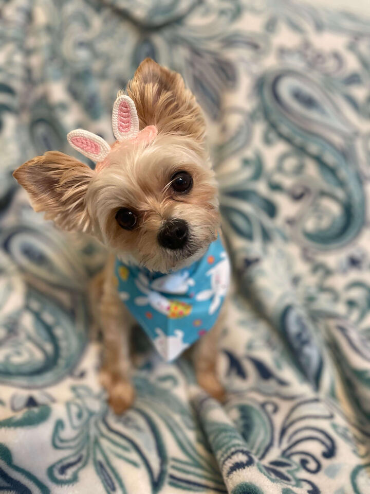 Milo the adorable Morkie, sitting like a good boy wearing tiny Easter Bunny ears and an Easter Bunny bandana!