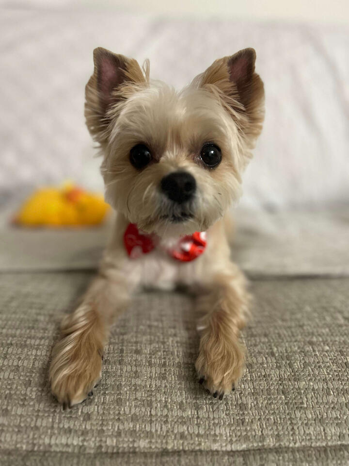 Milo the adorable, tiny Morkie, wearing a read and white polka-dotted bow tie