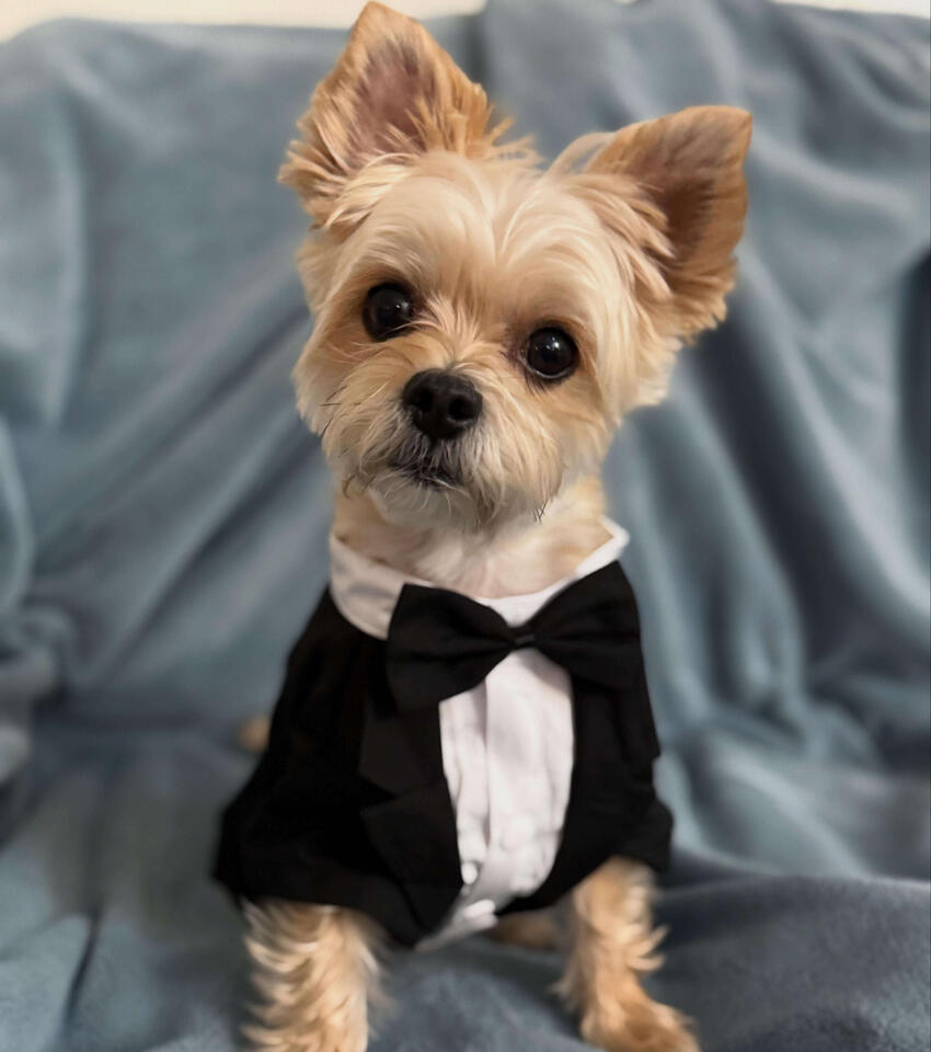 Milo the adorable, tiny Morkie, sitting like a good boy wearing a tuxedo!