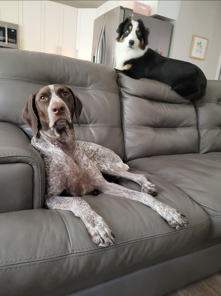 Tuna the Australian Shepherd, relaxing on the top of the couch with her sister Rosie