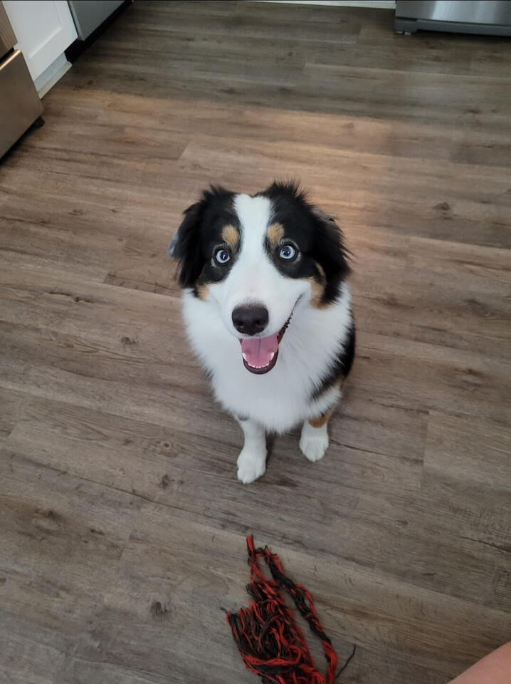 Tuna the Australian Shepherd, looking up at you with those bright eyes and a big smile!