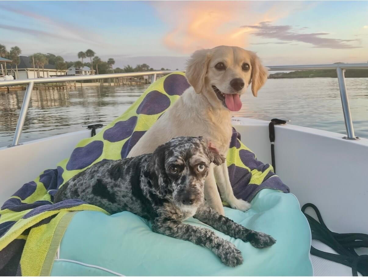 Bailey Photo of Bailey close up giving you the powerful puppy eyes, all snuggled up on his blankey on a soft bed.