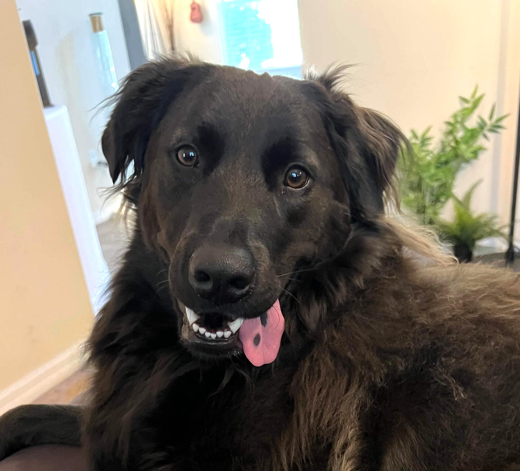 Jack Close-up photo of Jack, the retriever and mascot of Crunchy Pup Co. Jack is smiling with his spotted tongue lazily hanging out of his mouth on one side.