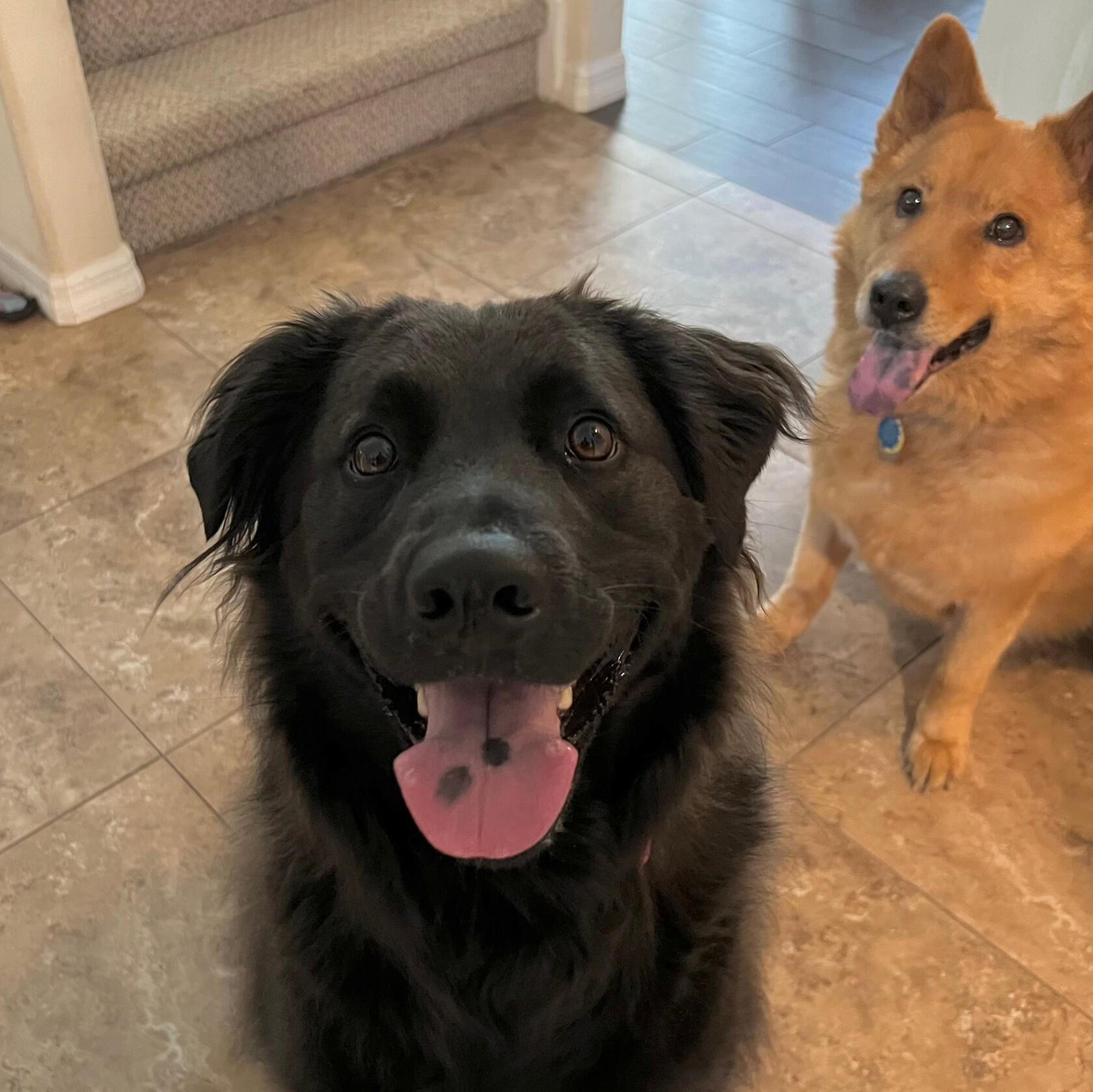 Figgy Photo of Figgy smiling up at you. He is a golden retriever and chow chow mix.