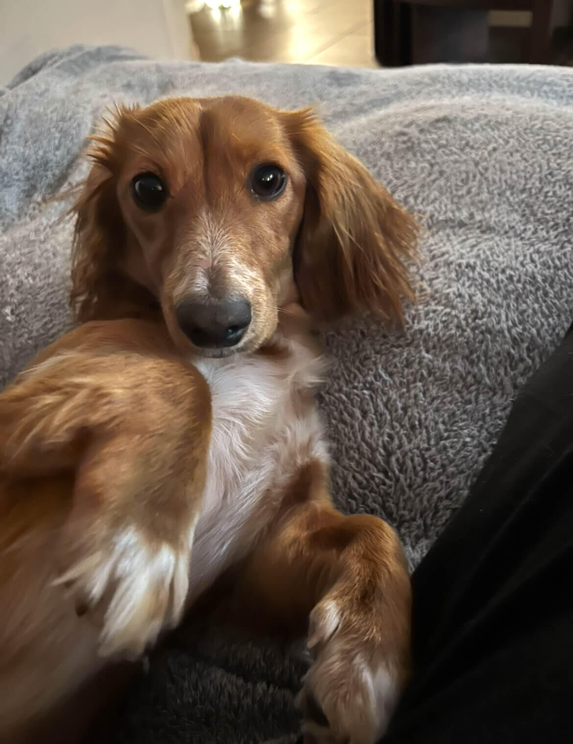 Jack Photo of Jack smiling at you, sitting relaxed on the stairs. He is a flat-coated retriever mix, feeling pretty cool at the moment.