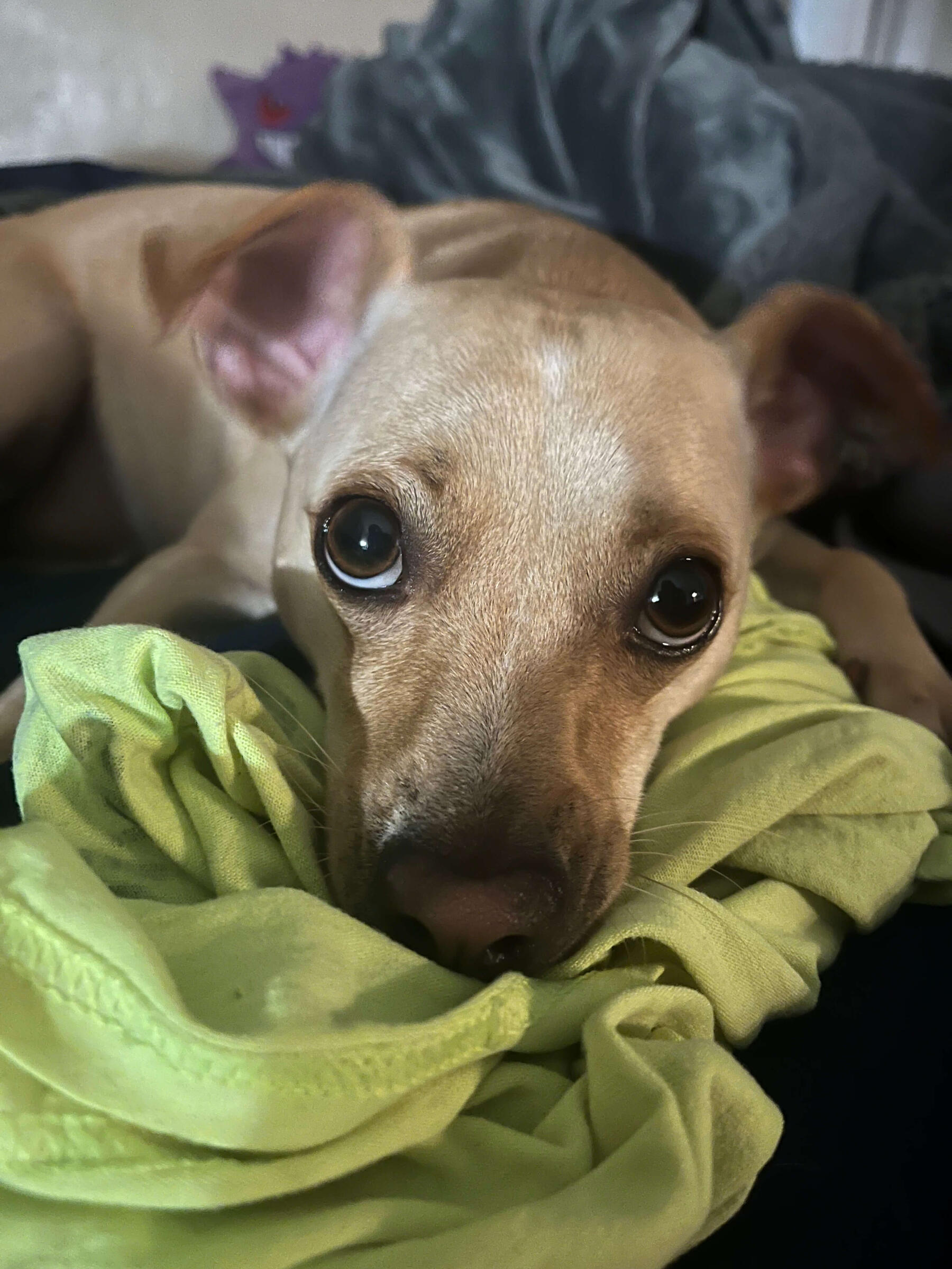 Bailey Photo of Bailey close up giving you the powerful puppy eyes, all snuggled up on his blankey on a soft bed.