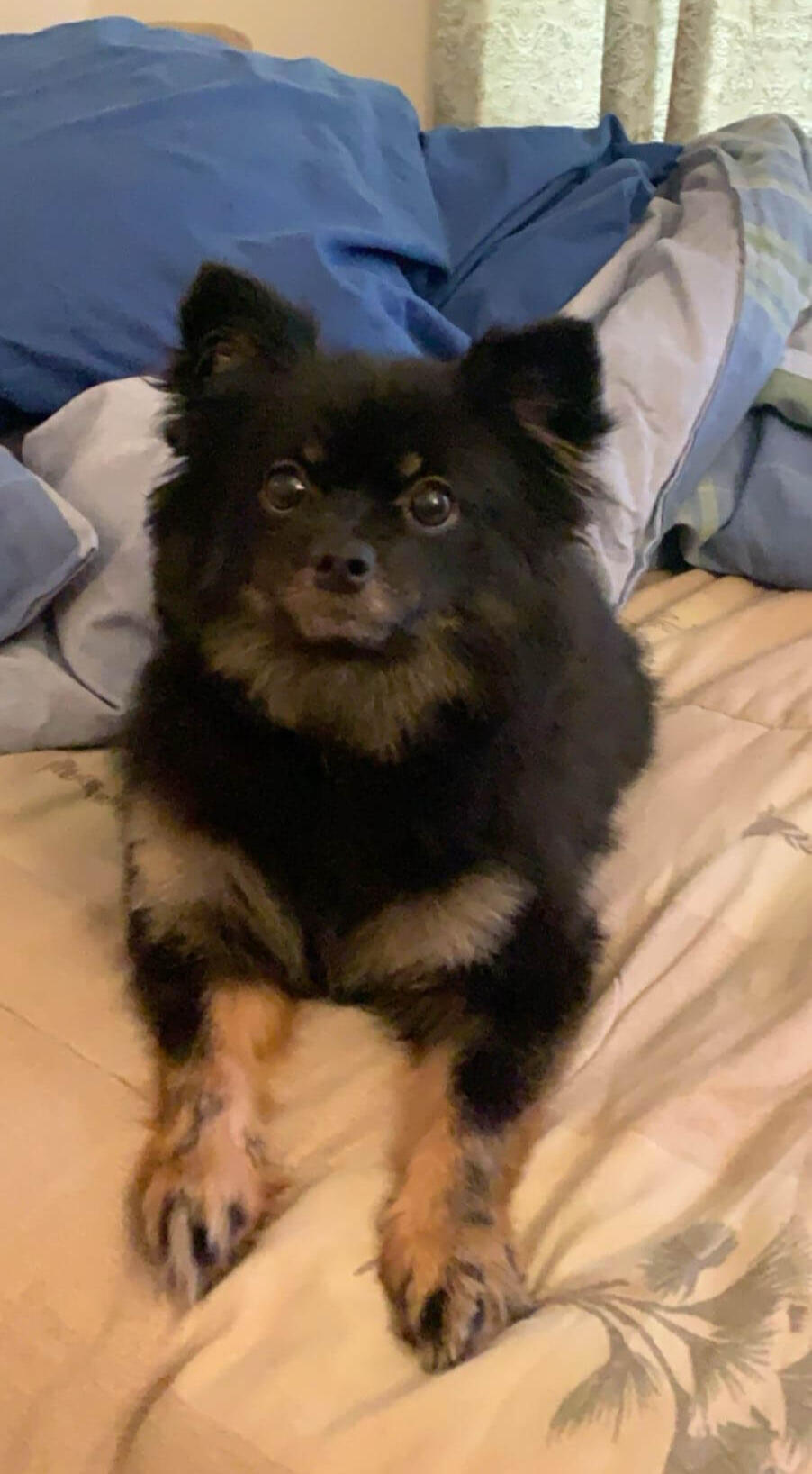 Rocket Photo of Rocket looking curiously up at you wile laying on a big comfy bed.