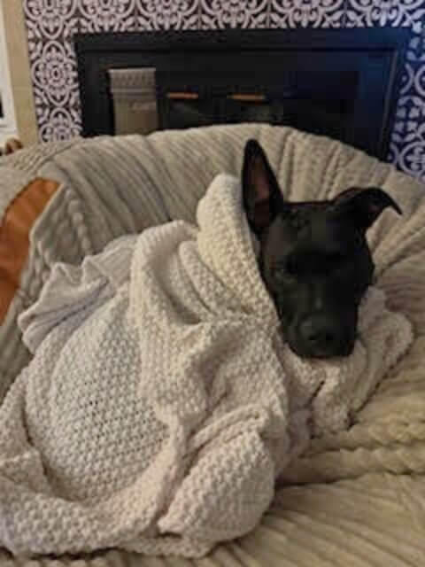 Odin Photo of Odin all snuggled up in his blankey on a soft bed by the fireplace.