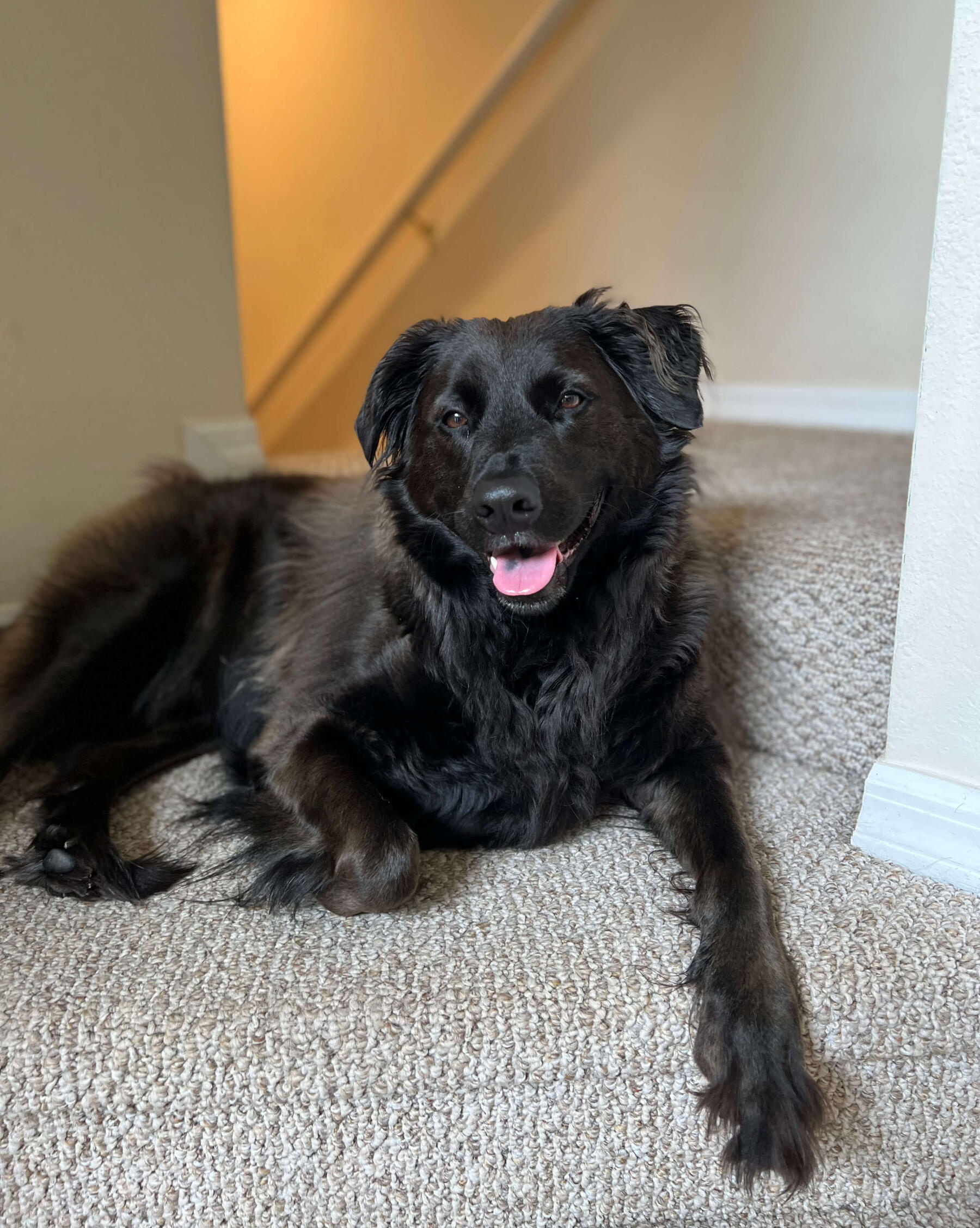 Jack Photo of Jack smiling at you, sitting relaxed on the stairs. He is a flat-coated retriever mix, feeling pretty cool at the moment.